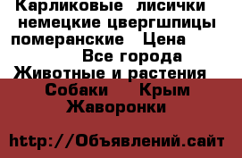 Карликовые “лисички“  немецкие цвергшпицы/померанские › Цена ­ 35 000 - Все города Животные и растения » Собаки   . Крым,Жаворонки